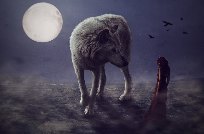 standing, 2K, no people, mammal, wolf, dusk, Photoshop, crow, animals, Moon, model, group of animals, surreal, moonlight, vertebrate, full moon, midnight