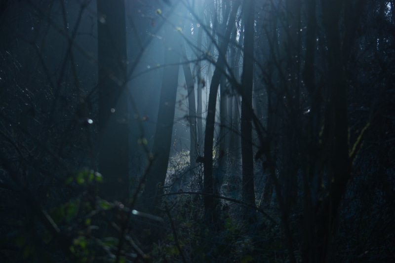 shadow, spooky, 1080P, tranquility, woods, light, time, saturated, plant, night, nature, tranquil scene, beauty in nature, horror, mist, branch, tree