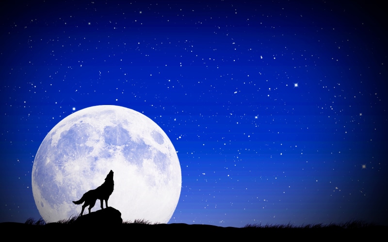 nature, star - space, black, no people, tranquility, moonlight, full moon, animal, 4K, full, dusk, blue, astrology, digital, space, animal wildlife