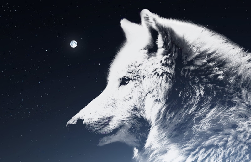 dark, mammal, light, animal wildlife, dog, fantasy picture, animal themes, vertebrate, domestic animals, snow, canine, mythical creatures, night sky, mysterious