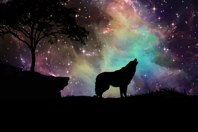 pets, mammal, animal, nature, silhouette, illustration, outdoors, rural Scene, sunset, backgrounds, 5K, standing, dark, herbivorous, field, wolf, non-Urban Scene