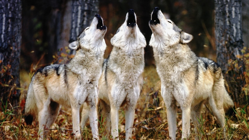 Three, Howl, Wolves, 1080P