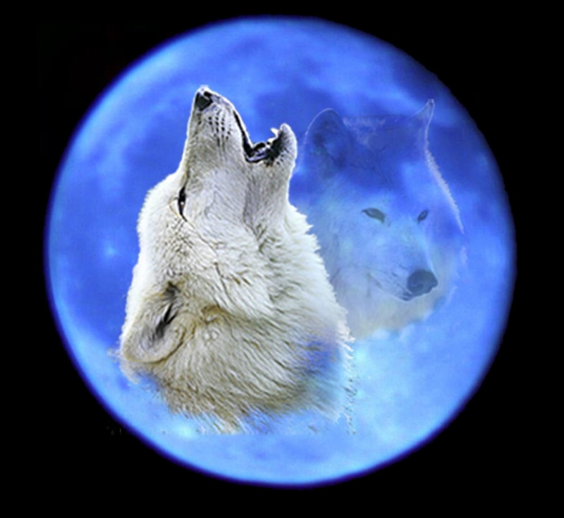 1080P, wolves, night, gray wolf, moon, animals, blue, dogs, puppies, wolves howling, sky, wolf pups
