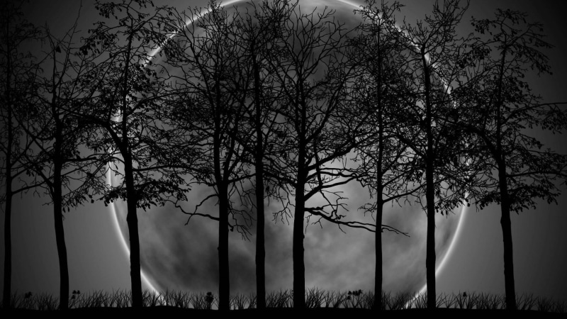 night sky, night time, moon, trees, moonlight, nature, 1080P, full moon, night