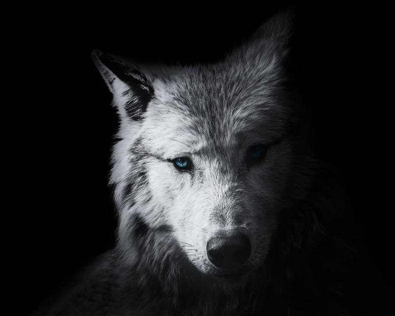 domestic, design, mouth open, black background, animal head, face, dark, no people, 4K, aggression, vertebrate, art, white, head, animal body part, canine