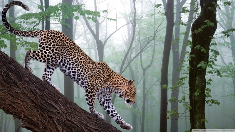 animal wildlife, safari, one animal, tree, black, mammal, 1080P, carnivora, undomesticated cat, print, plant, textile, animals, big cat, feline, vertebrate