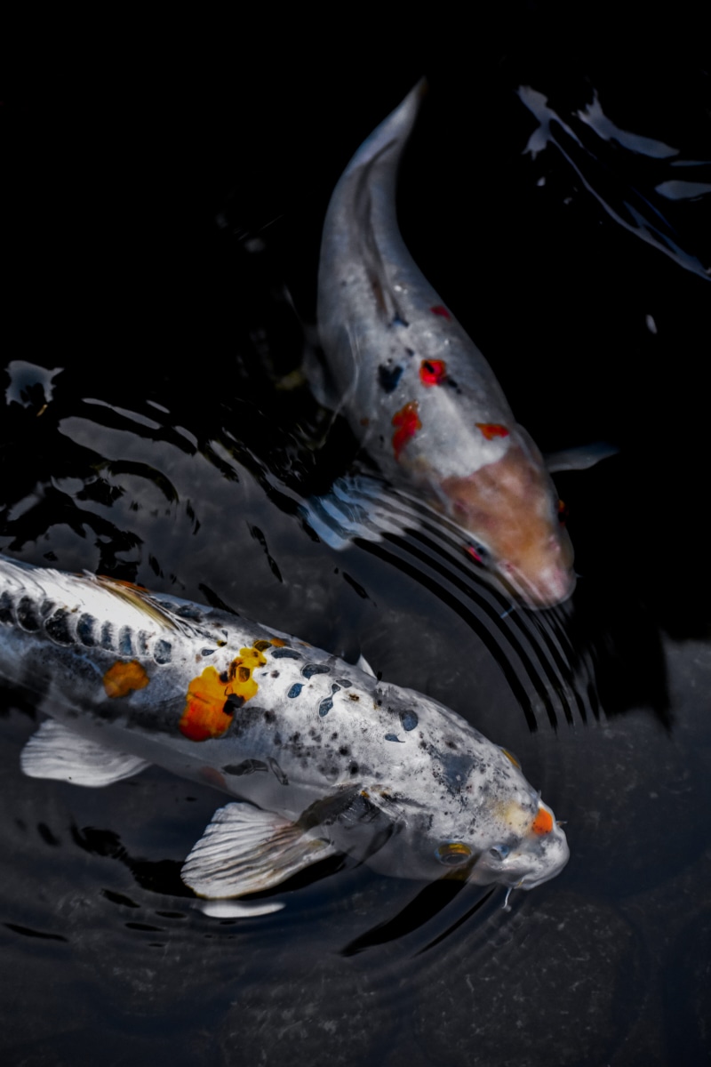 group of animals, chinese, high angle view, fishes, koi, 5K, koi fish, animals in the wild, vertebrate, coy, fish, white, animal, sea, outdoors, water