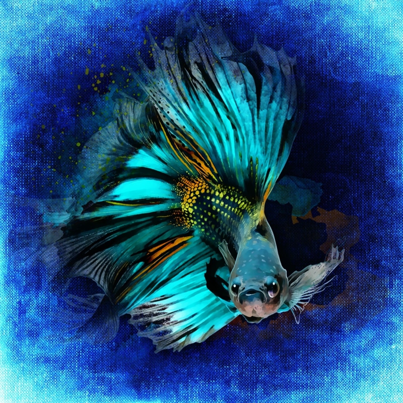 multi Colored, no people, nature, animal themes, sea life, underwater, animal, auto post production filter, illustration, koi fish, black, marine, swimming