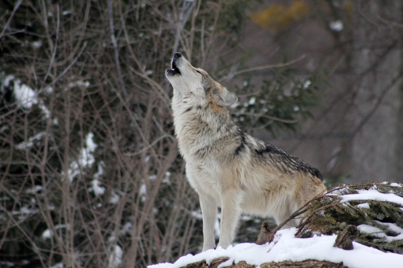 day, nature, howling, irish Wolfhound, outdoors, north, snow, wilderness Area, carnivore, natural Land State, one Animal, winter, 5K, canine, fox, forest
