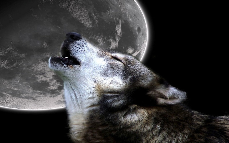 abstract, howling, primal, howl, lobo, photography, hd, art, Moon, wolf, 720P