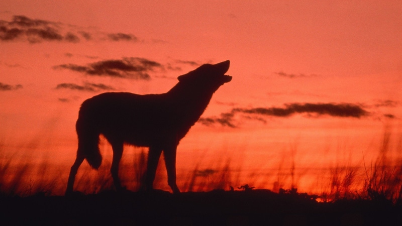 dusk, wolf, 1080P, animals, howling, calling