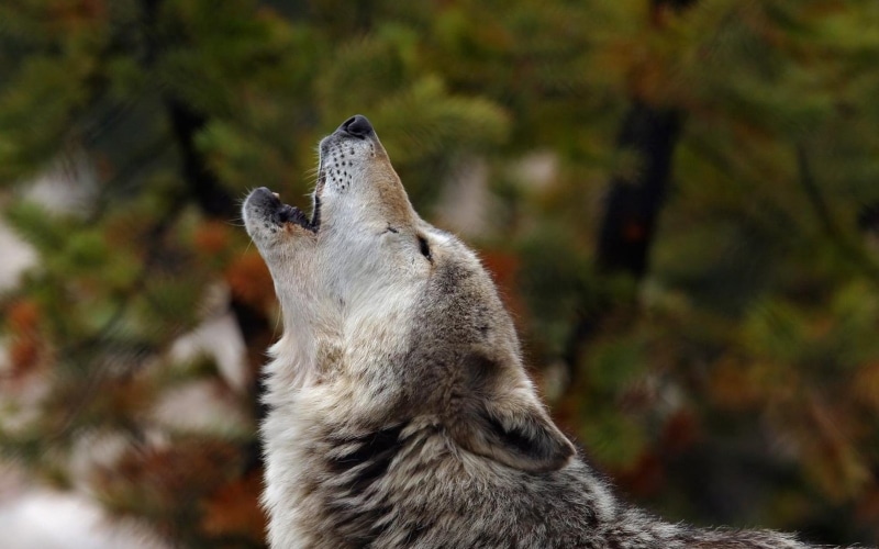 howling, wolf backgrounds, dog, crying, 4K