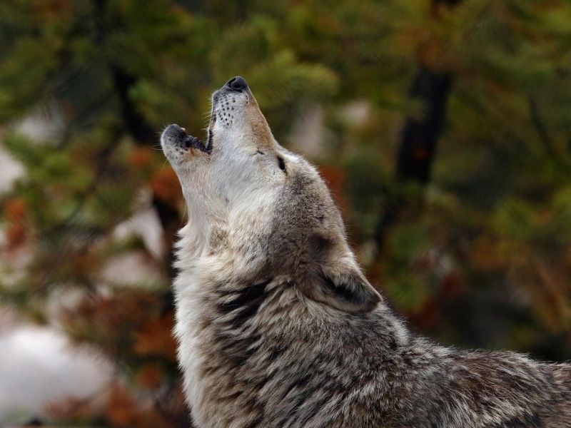 720P, animals, howl, wolf