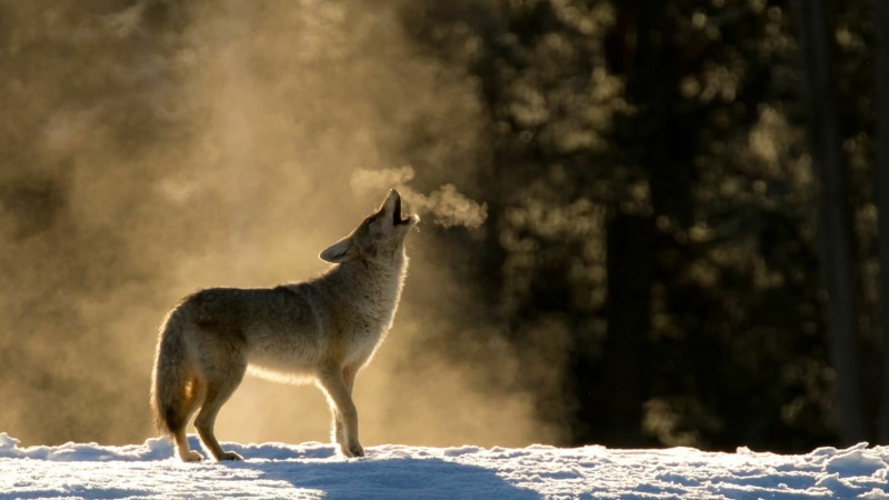 one animal, breath, animal wildlife, vertebrate, standing, cold temperature, day, snow, 1080P, wild animal, cold, mammal, outdoors, herbivorous, profile view