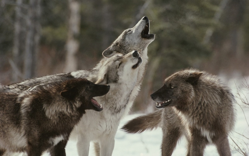group of animals, predator, animal wildlife, focus on foreground, fighting, muzzle, day, 1080P, forest, conflict, aggression, animal themes, vertebrate