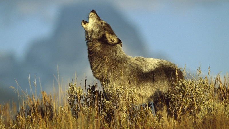 howl, wolf, 1080P, hd, animals