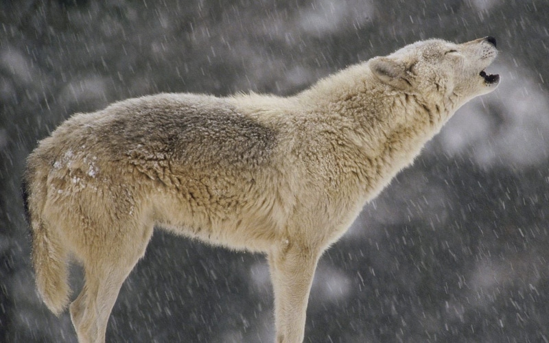 timber, howling, wolf, 720P, animals