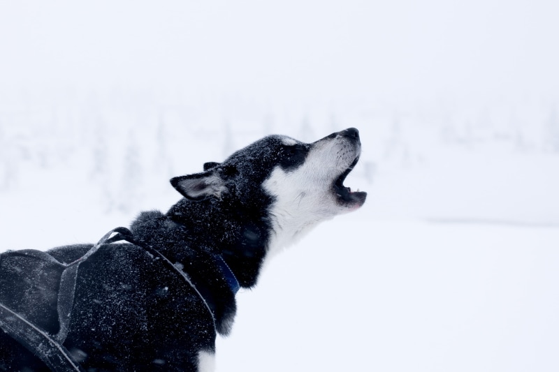 cold temperature, husky, howling, howl, wolf, mouth open, 4K, domestic, no people, domestic animals, black, snow, canine, white, dog, nature, pet collar