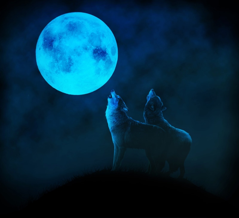 fantasy, Blue moon, howl, blue, black, moon, luna, wolf, full, couple, 1080P, night