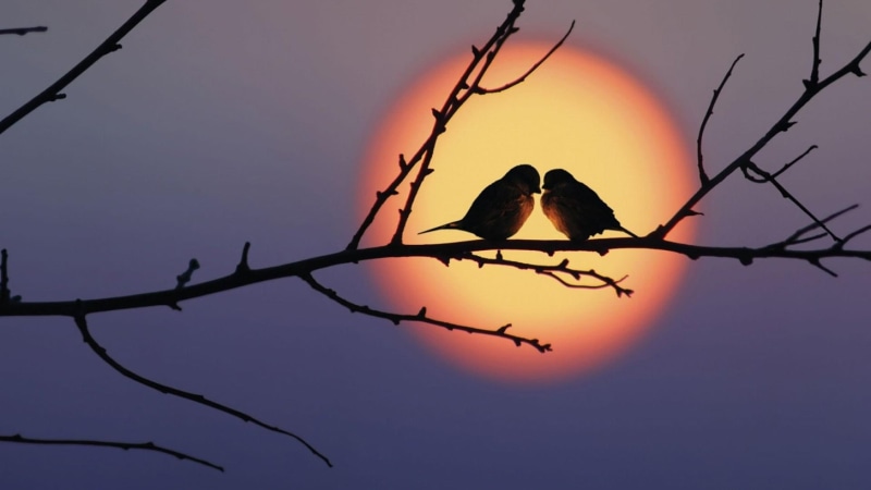 couple, bough, 1080P, birds, sunset, romantic, twig