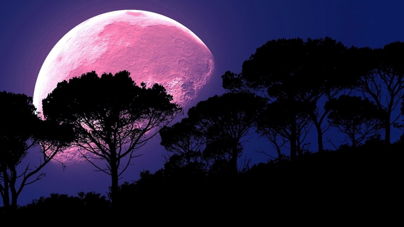 1080P, moon, darkness, supermoon, atmosphere, silhouette, moonlight, midnight, strawberry moon, tree, celestial event, full moon, astronomical object