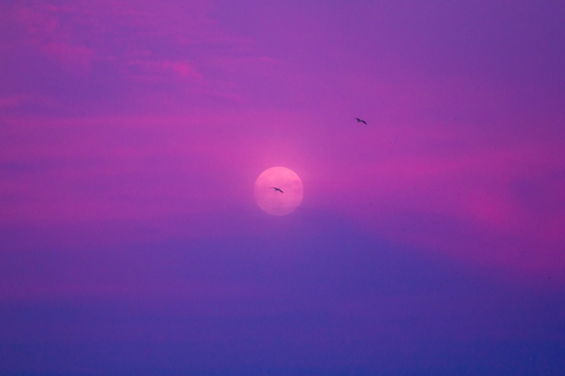 photo, colors, bird, image, ave, super moon, two, photographer, sunset, pic, 4K, colores, sky, fotografia, supermoon, imagen, seagull, gaviota, blue, bird  flight