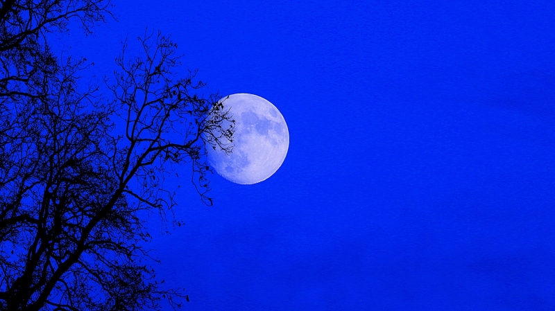 idyllic, Supermoon, astronomy, low angle view, astrology, 2K, clear sky, blue, Night, Full Moon, full, magnificent, tree, outdoors, moon, Sky, sky, plant