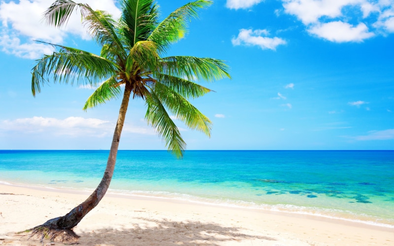 Palm, Tree, Coast, Beach, Lonely, Sea, Tropical, 2K