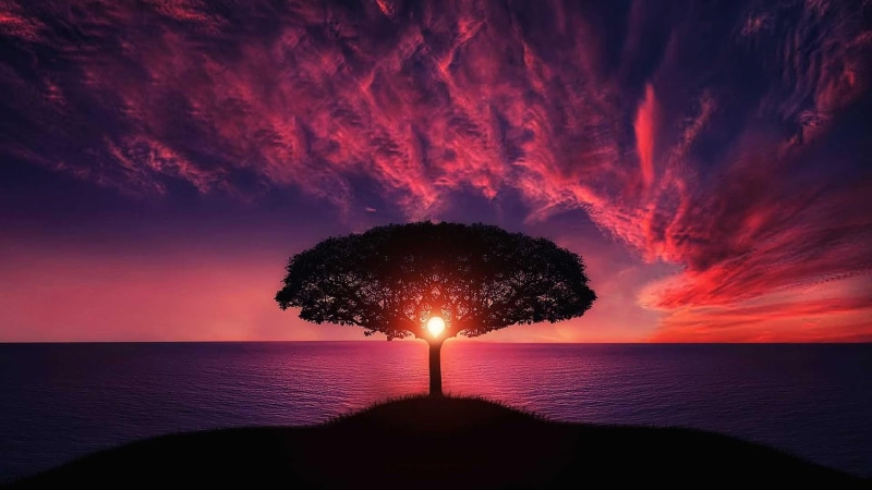 sea, lonely tree, scenic, stunning, sky, dusk, nature, amazing, lone tree, pink sky, atmosphere, sunset, beautiful, afterglow, 1080P, tree, evening, horizon