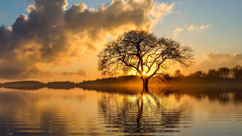 4K, horizon, tree, bank, sunset, atmosphere, calm, water, reflection, isolated, cloud, sundown, lake, lone tree, lonely tree, sky