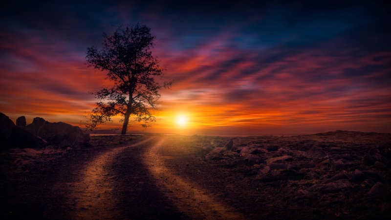 sun, beautiful nature, sunset, dirt road, lone tree, 5k uhd, afterglow, tree, sundown, beautiful, 5K, evening, dusk, beautiful sunset, red sky, road, horizon