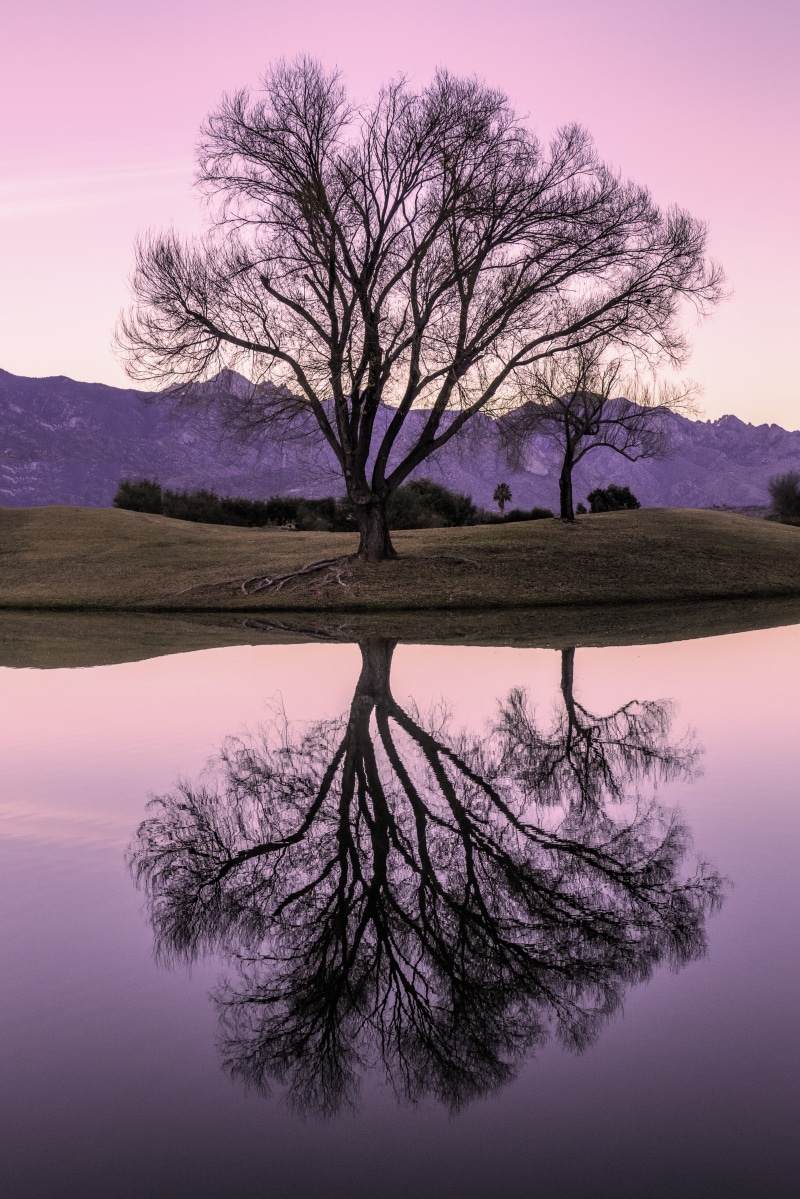 body of water, near, lone, reflection, outdoors, Willow, sunset, tree, sky, lone tree, nature, body, lake, water, landscape, 5K, Winter, sunrise