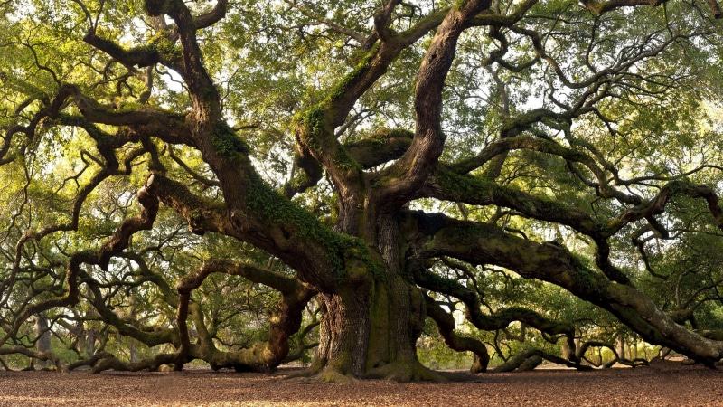 land, sunlight, lone tree, no people, trunk, angel oak tree, tree trunk, flora, growth, large, beauty in nature, oak tree, plant, day, field, park - man made space