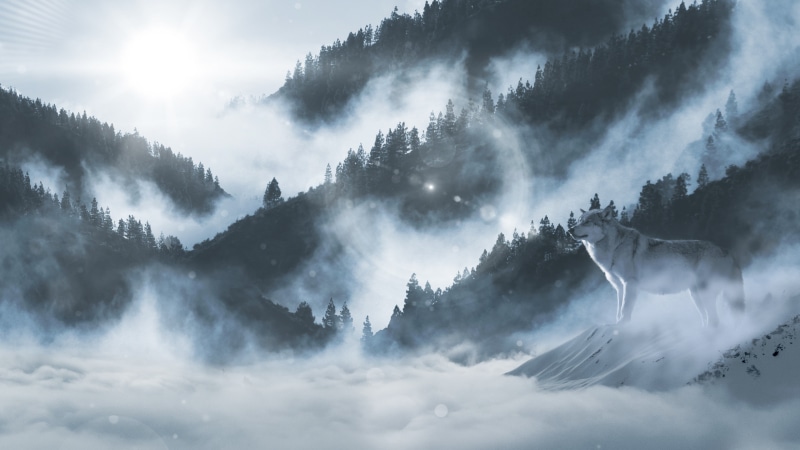 daytime, mountain, mountain range, tree, wolf, sunlight, lone wolf, cloud, fog, foggy, landscape, sky, morning, 4K, sunbeam
