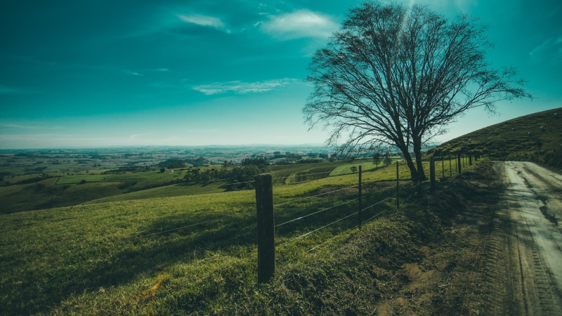 tree, countryside, hill, lone tree, rural area, 4K, blue sky, landscape, field, dirt road