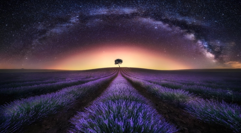 Tree, Night, 1080P, Lonely Tree, Nature, Landscape, Flower, Sky, Field, Starry Sky, Milky Way, Purple Flower, Lavender, Flowers