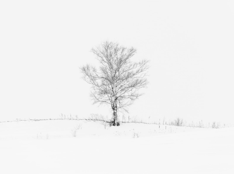 Aero, sky, no people, hokkaidoprefecture, bare tree, lone, Monochrome, clear sky, bieicho, Minimalism, hokkaido, Snow, environment, Nature, cold temperature