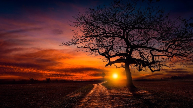 sun, field, branch, horizon, dusk, red sky, sky, dirt road, afterglow, tree, evening, lonely tree, lone tree, 1080P, sunset, orange sky