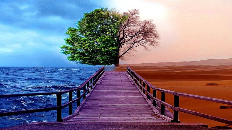 water, calm, cloud, shore, tree, 1080P, horizon, desert, lonely tree, nature, sea, sky, pier