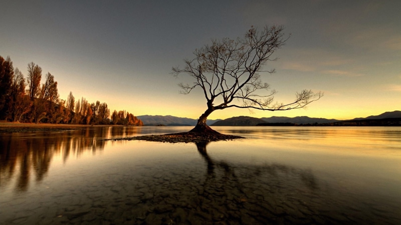horizon, lost, tree, lake, water, 4K, lonely tree, loch, wanaka, alone, lake wanaka, lone tree, solitary tree, nature, sky, sunset, reflection, new zealand