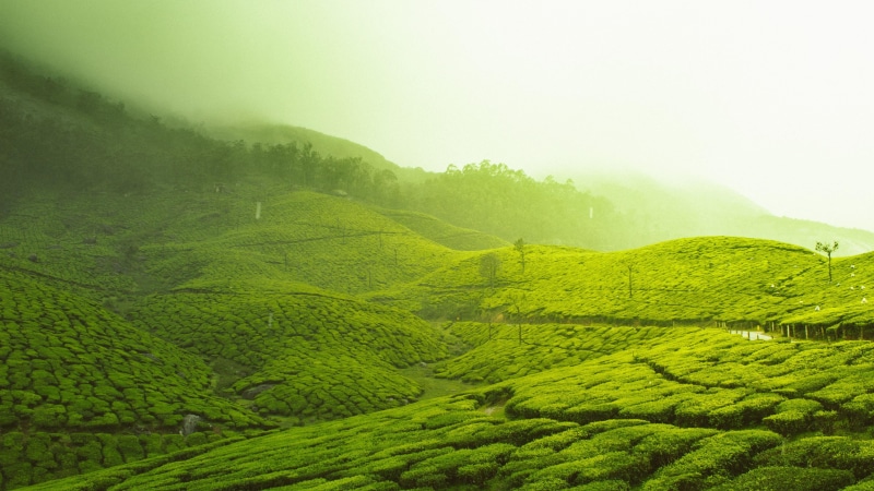 rural area, land, beauty in nature, outdoors, landscape, agriculture, munnar, 4K, hill, fog, tea plantation, no people, mist, tropical tree, tree, green