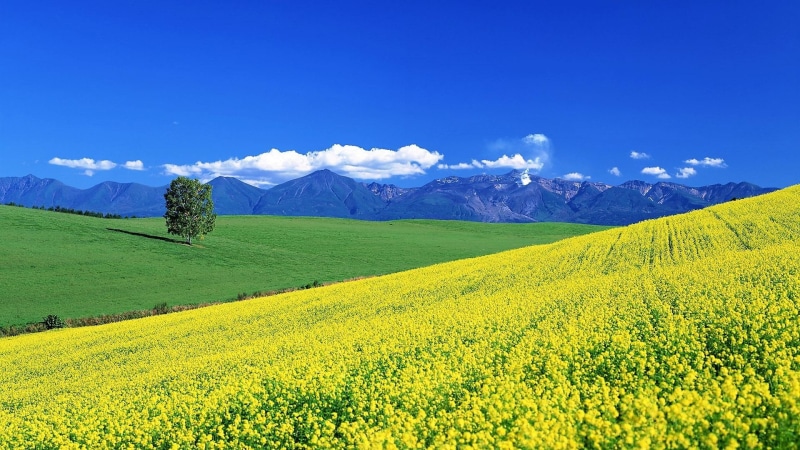 hillside, field, yellow flowers, flower field, rape, landscape, summertime, hokkaido, blue sky, summer, mountains, japan, flower, 1080P, asia, rape field