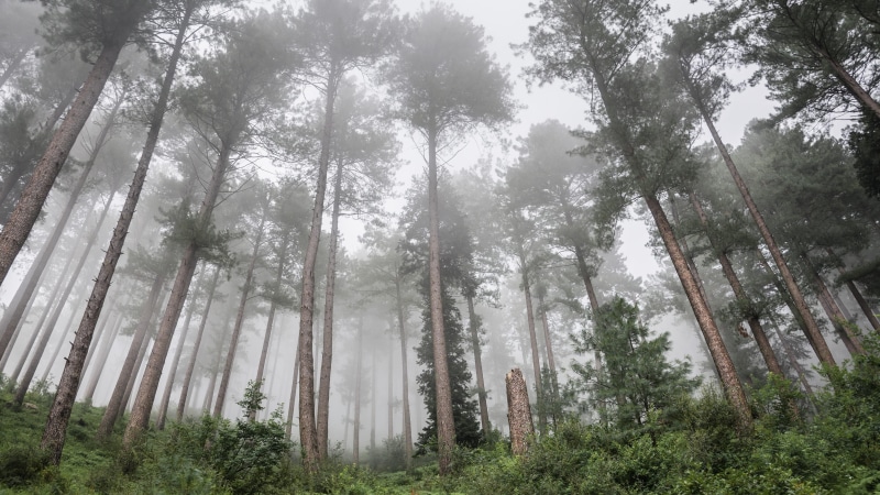 4K, old growth forest, fog, forest, grove, pakistan, fade, tree, woodland, mist, nature reserve, hillside, misty