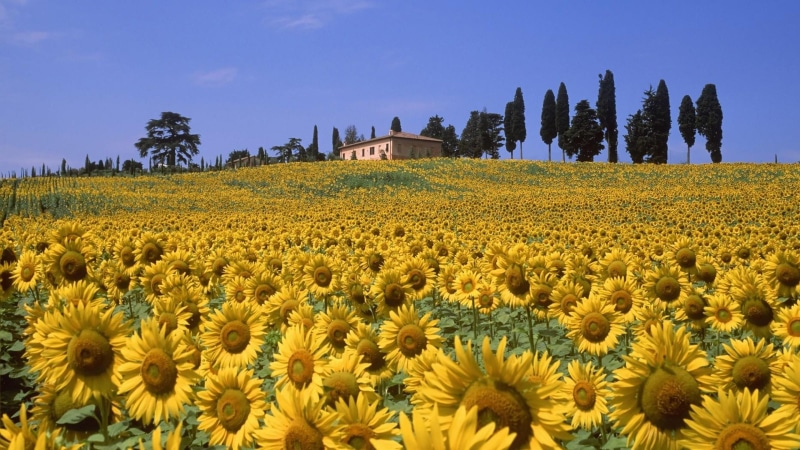 field, flowering plant, plant, yellow, farm, tree, summer, hill, italy, tuscany, flower field, sky, europe, landscape, daisy family, wildflower, 4K, valley