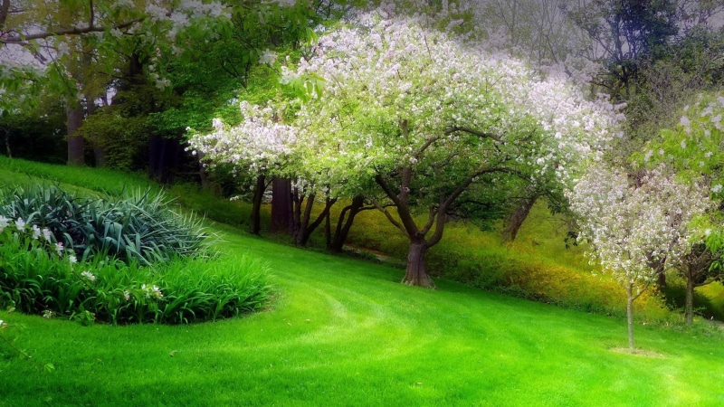 park, grass, 1080P, blooming tree, spring, hillside