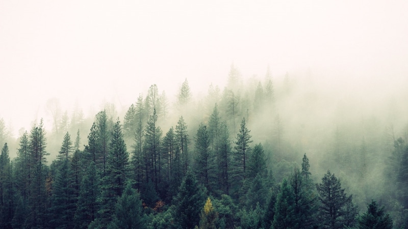 fog, haze, forest, mountainside, foggy, pine forest, 1080P, hillside, fir forest