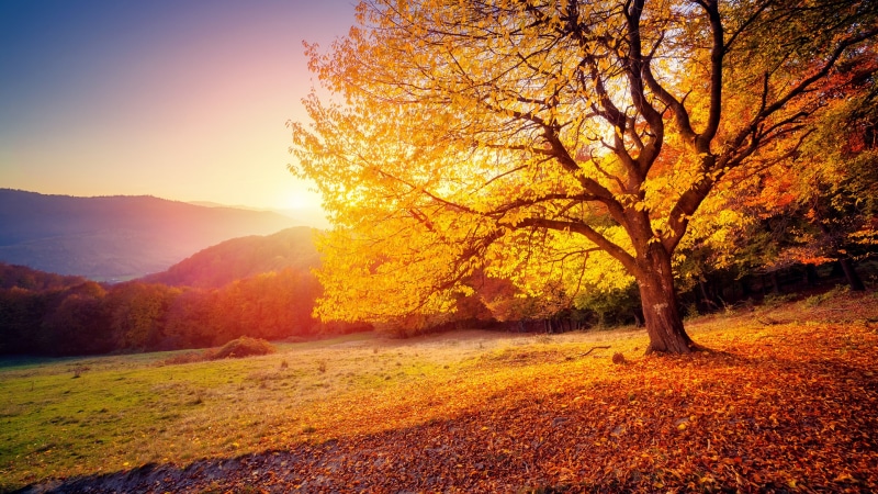 leaves, tree, hillside, nature, field, 4K, sunlight, autumn, dawn, sunrise, autumn colors, sky, morning