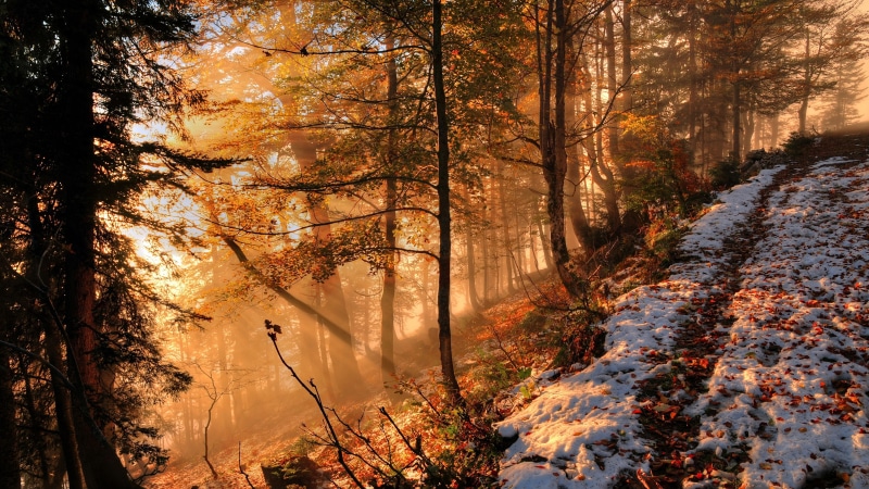 4K, woodland, hillside, sunlight, forest, autumn, early snow