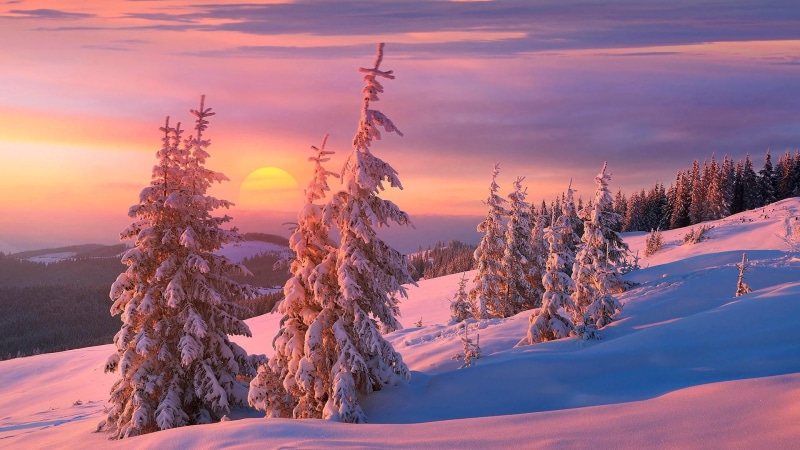 snow, cold temperature, pine tree, beauty in nature, plant, land, no people, pink sky, tranquil scene, outdoors, cloud - sky, pine woodland, winter, coniferous tree