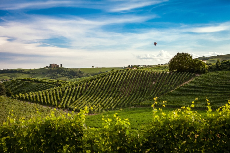 nature, agriculture, tranquility, plantation, hill, field, growth, environment, winemaking, scenics - nature, crop, green color, plant, tranquil scene